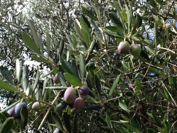 azienda milio esterno casa